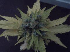Pineapple express J +60