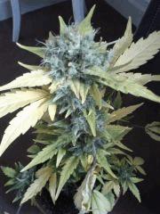 Pineapple express J +60