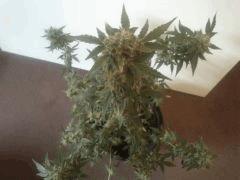 Cream caramel auto J +65