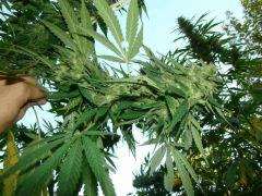 Bud Power Kush