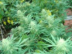 Critical + / Power kush