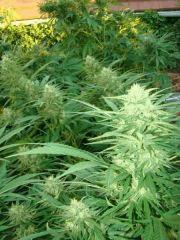 Critical + / Power kush