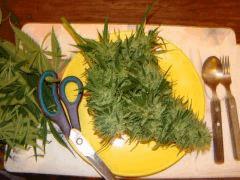 Bud Critical +