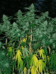 Canopée Power Kush
