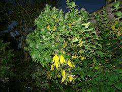 Canopée Critical +