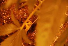 Diagnostic Pure Power Plant - Shiva Skunk