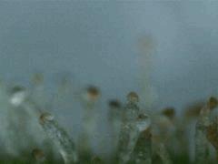 Trichomes JTR