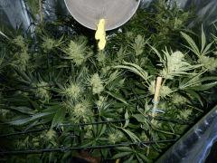 Jack the Ripper