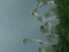 Trichomes JTR