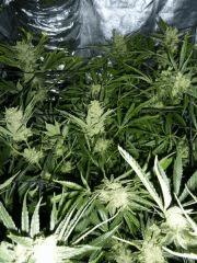 Jack the Ripper