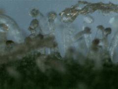 Trichomes JTR