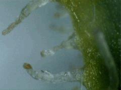 Trichomes JTR