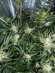 Jack the Ripper