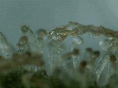 Trichomes JTR