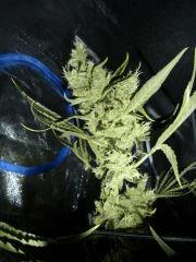 Jack the Ripper