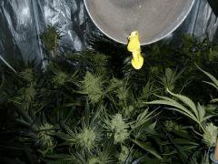 Jack the Ripper