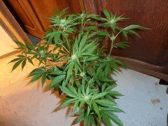 Jack The Ripper