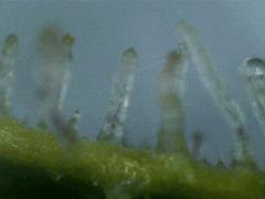 Trichomes JTR