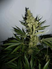 P1070803