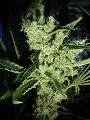 Jack the Ripper