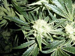 Jack the Ripper