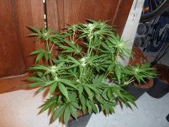 Jack The Ripper