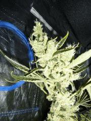 Jack the Ripper