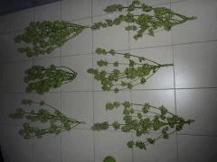 P1070811