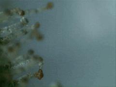 Trichomes JTR