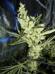 Jack the Ripper