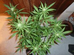 Jack the ripper TGA Subcool