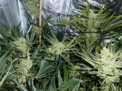 Jack the Ripper