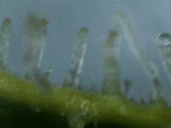 Trichomes JTR