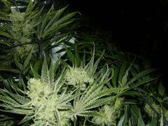 Jack the Ripper