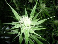 Jack The Ripper