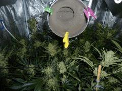Jack the Ripper