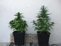 Snow 2 & Skunk_J+63