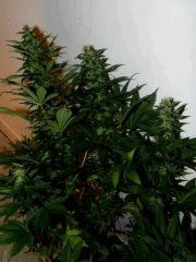 Ak47 flo+30