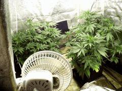 Ak47 #1 & 2