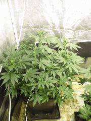 Ak47#1