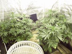 Ak47 #1 & 2