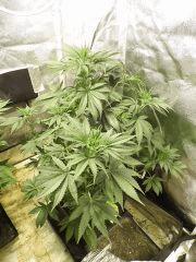Ak47#2