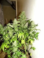 Ak47 sous 400 HPS