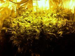 Aurora Indica Flo+60