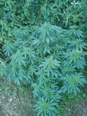 18.07.12 (Aurora Indica)