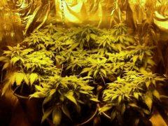 01.05.12(Aurora Indica)
