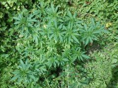 29.06.12(Aurora Indica)