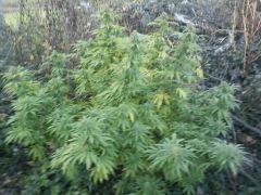 PM Aurora indica 20.10.12