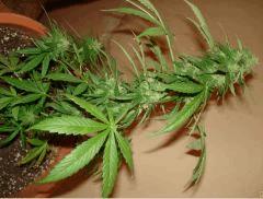 critical auto 2