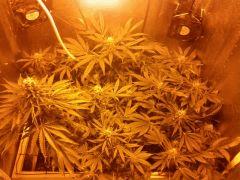 f+40